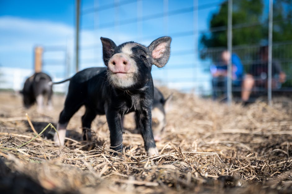 Zeit-Tipps für Schweinegulasch-Kochen