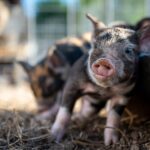 Schweinegulasch zubereiten: Zeitaufwand pro Portion