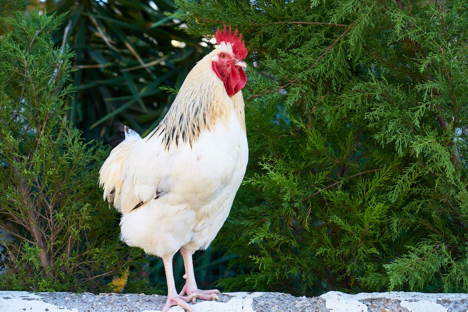  Hühnersuppe | Kochdauer ermitteln