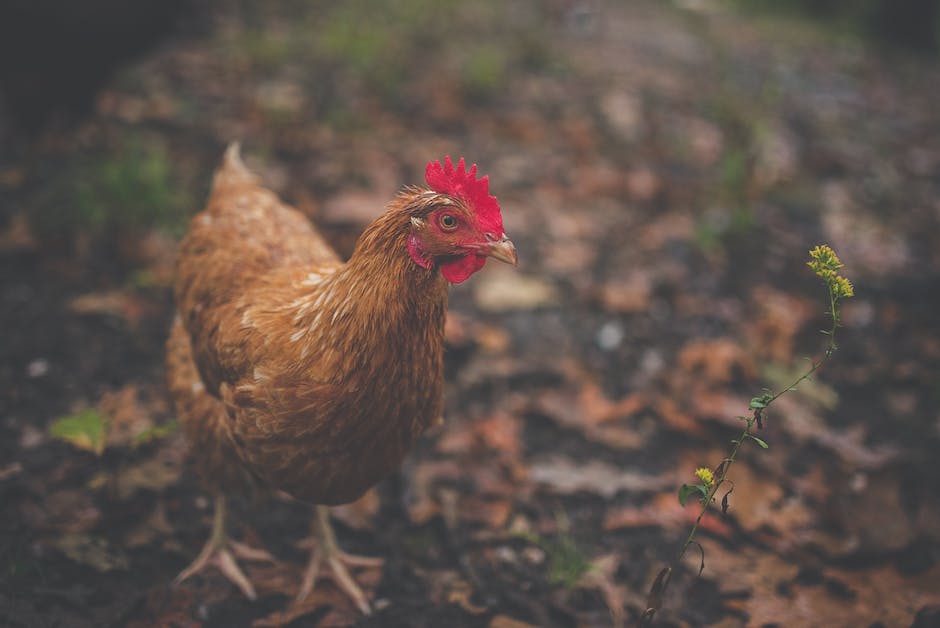 Huhn kochen für Hühnersuppe - Wie lange dauert es?