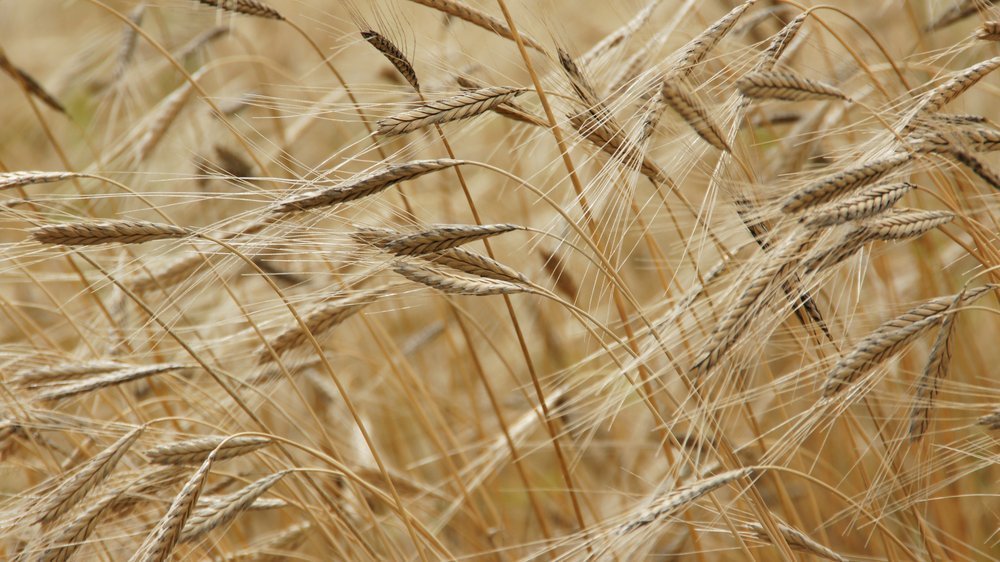 gerstengraupen kochen