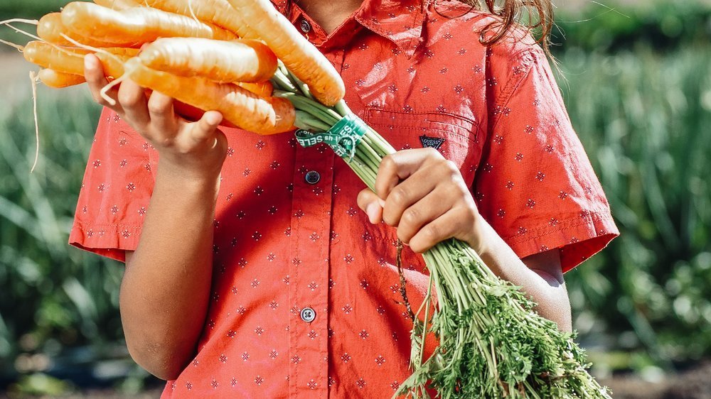 Gesunde Ernährung Im Kindergarten Ein Projekt Für Vollwertige Kost Und Bildung 