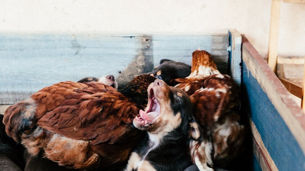 hähnchen kochen hund