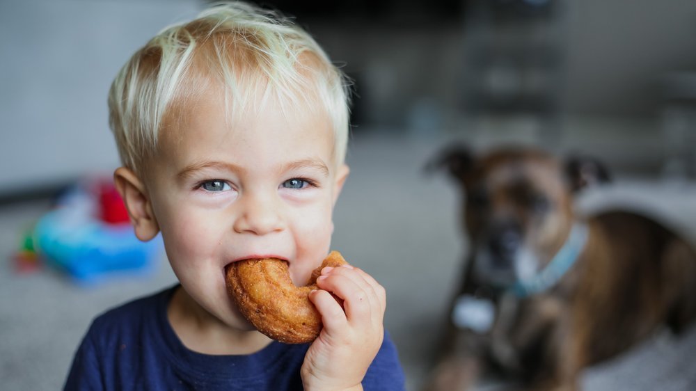 kochen für hunde rezepte