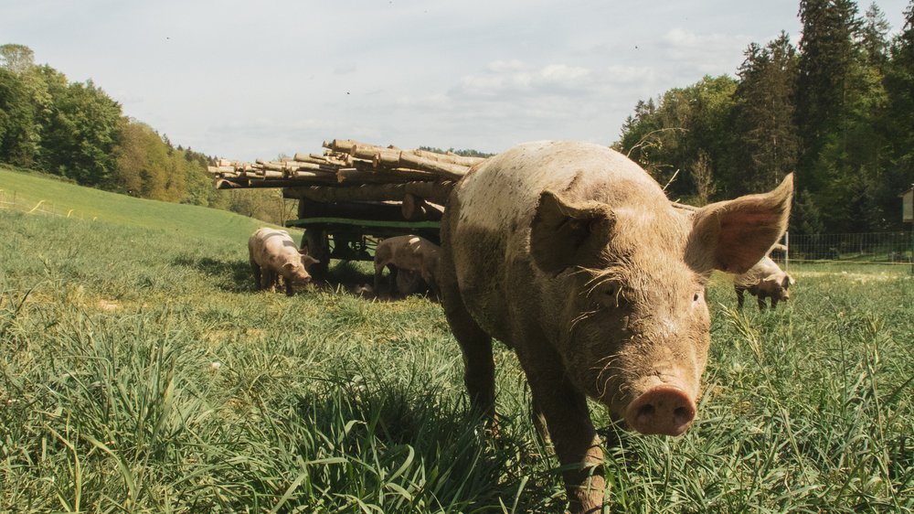 schweinskopf kochen