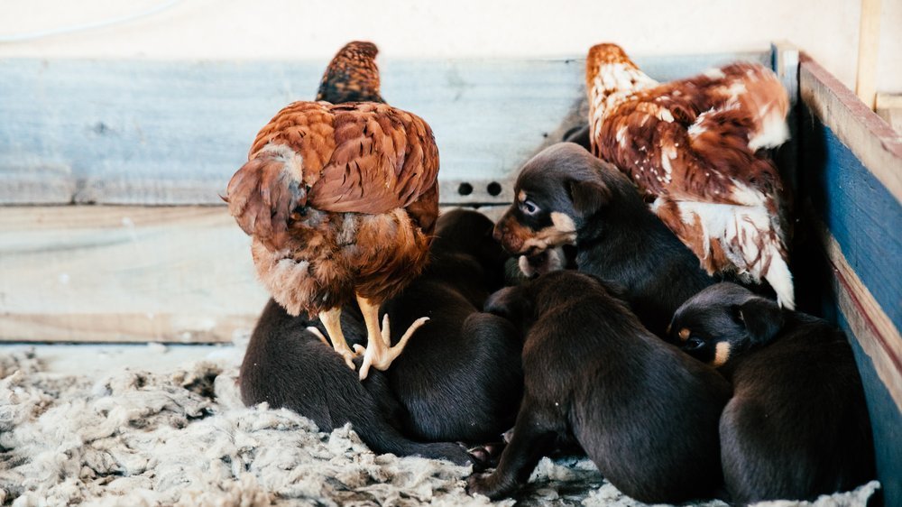 wie lange hähnchenbrust kochen für hund